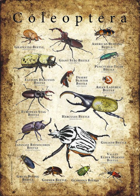 Types Of Beetles, Animal Infographic, Colorful Collage, Types Of Animals, Animal Facts, Bugs And Insects, Animal Posters, Hotel Decor, Zoology