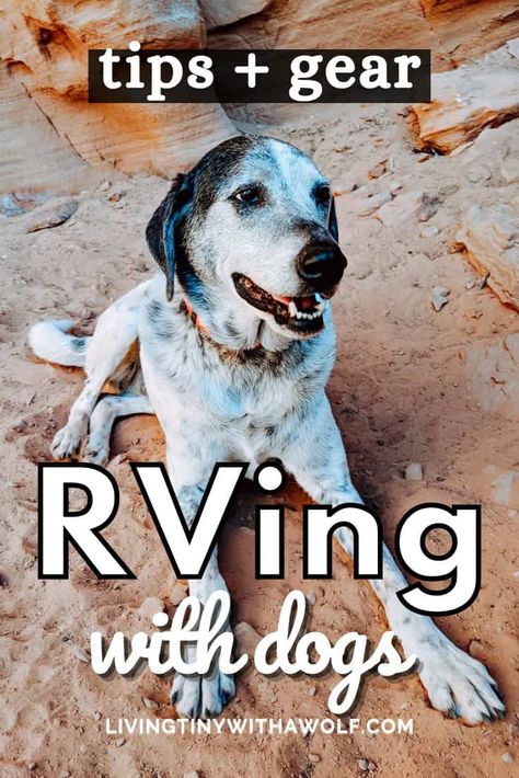 10 Tips for RVing with Your Dogs: Best Ways to Keep Them Happy, Safe and Comfortable Rv Pet, Rv Dog, Traveling With Dogs, Pet Camping, Camping With Dogs, Dogs Tips, Rv Camping Tips, Rv Parks And Campgrounds, Cat Tent