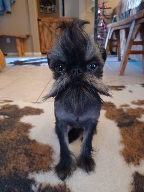 Griffin Dog, Brussels Griffon Puppies, Griffon Dog, Ugly Dogs, Pet Kennels, Brussels Griffon, Tiny Dogs, Silly Animals, Cute Funny Dogs