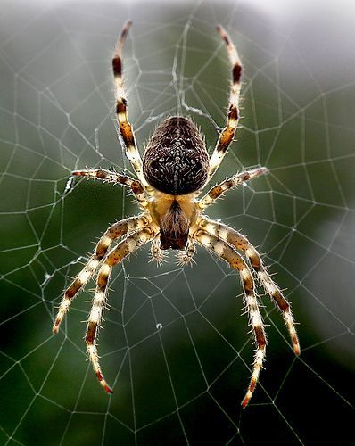 Spider | Featured on the front page of !Amazing Nature! grou… | Flickr Arachnids Spiders, Pet Spider, Spider Crafts, Spider Bites, Spider Tattoo, Spider Art, Beautiful Bugs, Spider Webs, Creepy Crawlies