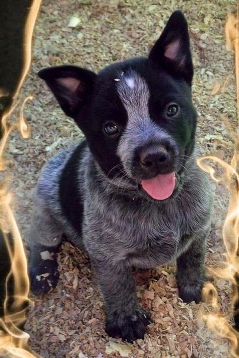 Blue Heeler Puppy, Heeler Puppy, Austrailian Cattle Dog, Blue Heeler Puppies, Heeler Puppies, Blue Heeler Dogs, Most Beautiful Dogs, Blue Heelers, Australian Cattle Dogs