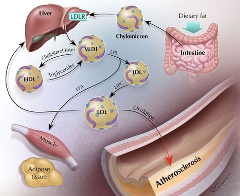 Animation Website, Science Artwork, Lipid Metabolism, Biology Anatomy, Vascular Surgery, Sign Language Alphabet, Vet School, Human Anatomy And Physiology, Cell Biology