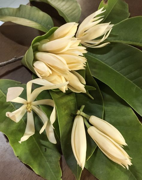 Plants Tropical, Home Environment, White Magnolia, Flowers Home, Nature Flowers, Beautiful Flowers Pictures, Luxury Beauty, Flower Pictures, Decoration Design