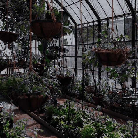 Dark Academia Greenhouse, Dark Greenhouse, Dark Academia Plants, Herbology Aesthetic, Taxidermy Aesthetic, Botanical Academia, 1900s Aesthetic, Cottagecore Plants, Harry Potter Plants