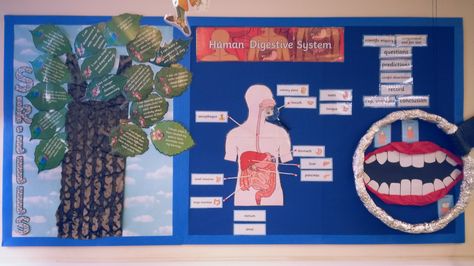 Comined Science KS2 Digestion display showing the digestive organs and process and then uses a giant homemade magnifying glass to focus on the mouth and the different teeth types. Mouth made from tissue paper and card. Other display are subject skills presented on a tree. Teeth Types, Science Display, Human Digestive System, Digestive Organs, Class Displays, School Displays, Classroom Displays, Teaching Classroom, Digestive System