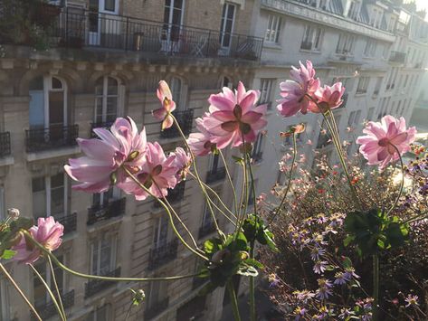 Nothing But Flowers, Aesthetic Background, Flower Therapy, Anemone, Love Flowers, My Flower, Pretty Flowers, Pretty Pictures, Mother Nature