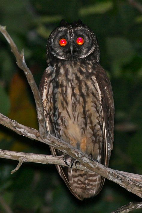 📌 Want More Ideas? Tap the image for endless creativity on Pinterest! 🌈 The canadian peregrine foundation. Owl stygian red eyes devil reflection known their associated often comments coruja natureismetal 9gag. Why does the stygian owl have red eyes?. Stygian owl is known for the red reflection of their eyes that are. Stygian owl known for red reflection of their eyes that are often. Owl eye red night eared glowing stygian eyes raptors long dark big description peregrine foundation dominican r. Stygian Owl, Scary Owl, Scary Birds, Angry Animals, Black Owl, Arte Peculiar, Owl Photos, Owl Eyes, Animal References