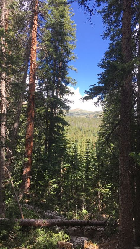 Mountain Side Aesthetic, Hiking Wallpaper Aesthetic, Mountain Trail Aesthetic, Hiking Aesthetic Wallpaper, Down South Aesthetic, Mountains Mood Board, Hiking In The Mountains, Pine Aesthetics, Colorado Aesthetic Wallpaper