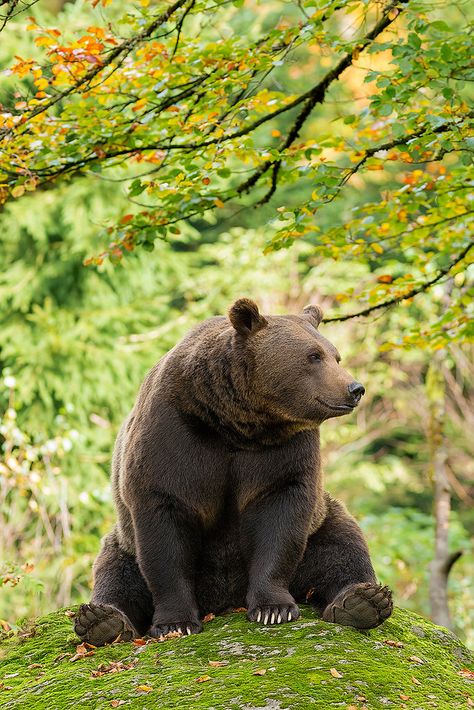 Bear in Bavarian Forest, Germany - ©RobChristiaans: "Because of the funny position of the bear, it reminds me of Winnie the Pooh" ;-). Bear Poses, Bear Honey, Lazy Bear, Seductive Pose, Funny Bears, Bear Pictures, Love Bear, Bear Cubs, Bear Art