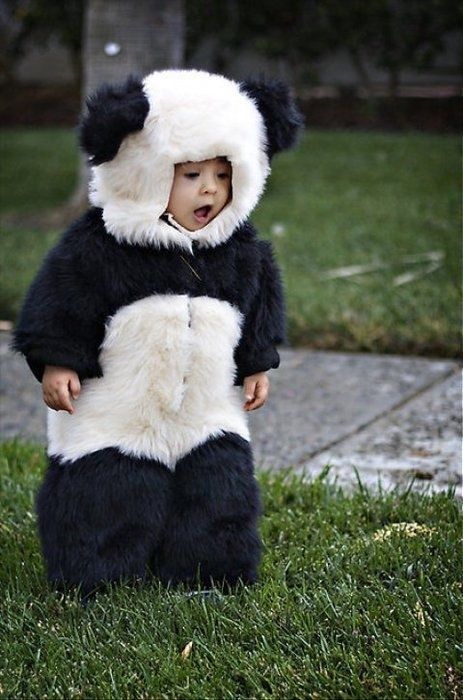 53 Reasons Why Asians Are The Superior Race Jungle Thema, Panda Costumes, Baby Kostüm, Panda Lindo, Panda Panda, Panda Love, Children's Rights, Asian Babies, Baby Panda