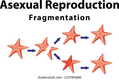 Asexual reproduction fragmentation with starfish illustration The Gift Of Magi, Starfish Illustration, Asexual Reproduction, Plant Cell, Body Anatomy, 3d Objects, Starfish, Anatomy, Royalty Free Stock Photos