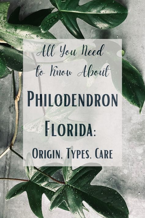 If you're fortunate enough to have a Philodendron Florida in your plant collection and want to deepen your understanding, this article is a must-read! Discover the intriguing origin, diverse varieties, and expert care tips for this fascinating houseplant. Uncover the story behind its name and its hybridization history, explore its stunning variegated cousins, and learn how to provide the perfect care to keep your Philodendron Florida thriving. Don't miss out on this in-depth guide! 🍃🌺 Florida Green Philodendron, Philodendron Dragon Tail, Florida Beauty Philodendron, Philodendron Florida, Philodendron Plant, Ghost Tattoo, Garden Path, Plant Collection, Garden Paths