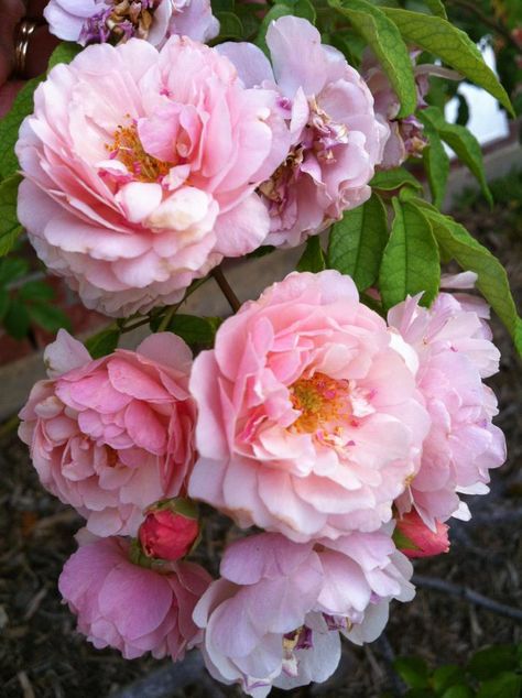 Cornelia est un rosier arbuste de rêve, très remontant, au port étalé, au feuillage sain, en principe jamais malade. Il pousse vite et porte des grappes de petites fleurs (4 cm) aux tons gais, rose corail nuancé de jaune et de rose tendre. Ses longues branches arquées, presque sans épines, peuvent aussi se palisser en grimpant. Hybride de Moschata. Pemberton, 1925. Cornelia Flower, Musk Rose, Heritage Rose, Musk Fragrance, Heirloom Roses, Flower Farmer, Rose Pictures, Rose Fragrance, Plant Combinations