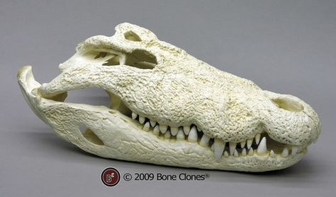 Nile Crocodile Skull 30" Crocodile Skull, Skeleton Muscles, Anatomy Skeleton, American Crocodile, Skull Reference, Nile Crocodile, Skull Model, Real Skull, Saltwater Crocodile