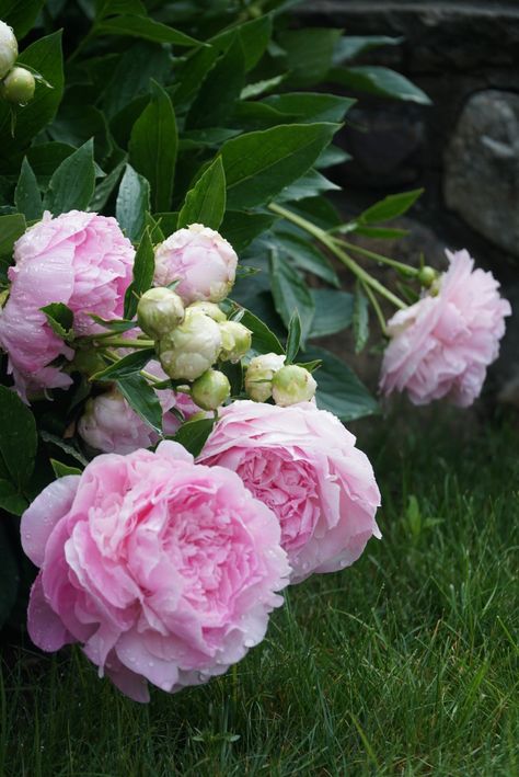 Peony Bush, Peonies And Hydrangeas, Spring Pictures, Peonies Garden, Birthday Card Printable, Beautiful Flower Arrangements, Garden Table, Flowers Nature, Beautiful Bouquet