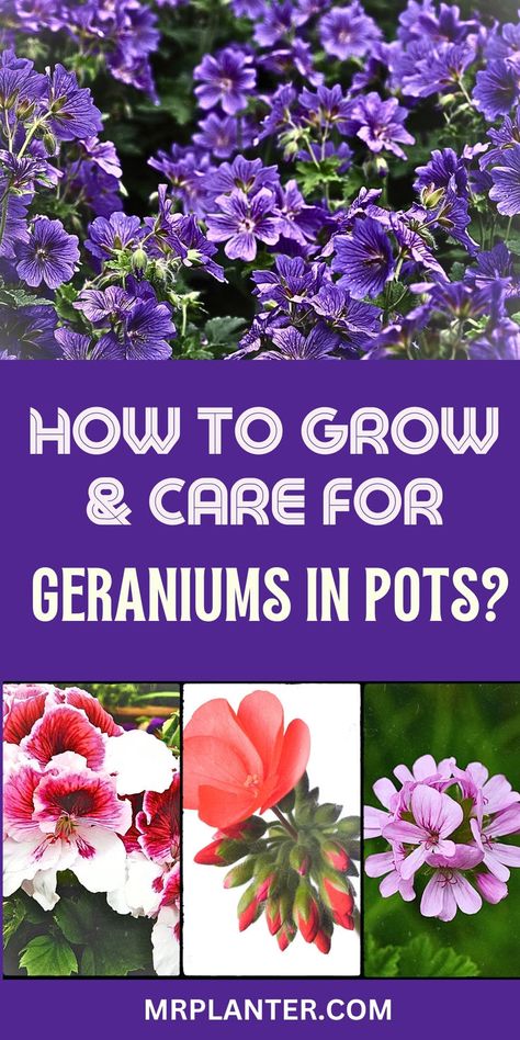 From potting to blooming, learn how to grow and care for geraniums in pots effectively. Click the image to know more. Follow us for more tips. #BloomGame #GeraniumGuide How To Grow Geraniums, Geraniums In Pots, Growing Geraniums, Geranium Care, Geraniums Garden, Potted Geraniums, Geranium Plant, Plant Benefits, Different Types Of Flowers