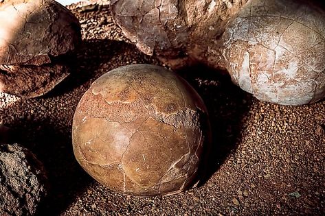 15 Fossil Hunting Locations In The US You Need To Know About - WorldAtlas Rock Quarries, Peace River, Small Shark, Fossil Hunting, Rock Hunting, Dinosaur Eggs, Vacation Usa, E Mc2, A R