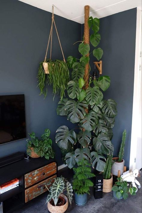 Indoor Plant Wall, نباتات منزلية, Hanging Plant Wall, Inside Plants, Plant Decor Indoor, Interior Plants, Plant Aesthetic, House Plants Decor, Hanging Plant