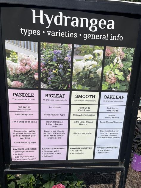 Landscaping For Beginners, Hydrangea Types, Types Of Hydrangeas, Hydrangea Arborescens, Hydrangea Quercifolia, Oakleaf Hydrangea, Hydrangea Paniculata, Hydrangea Macrophylla, Zone 5