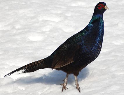 Melanistic Ringneck Pheasant Common Pheasant, Melanistic Animals, Bird Identification, Different Birds, Black Pigment, Types Of Animals, 100 Years Ago, Black Animals, Pheasant