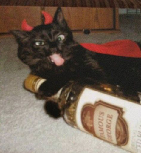 Cakeday animal delivery - Imgur Drunk Cat, Drunk Humor, Silly Cats Pictures, A Black Cat, Memes Anime, Funny Cat Memes, Silly Cats, Funny Animal Pictures, Crazy Cat Lady