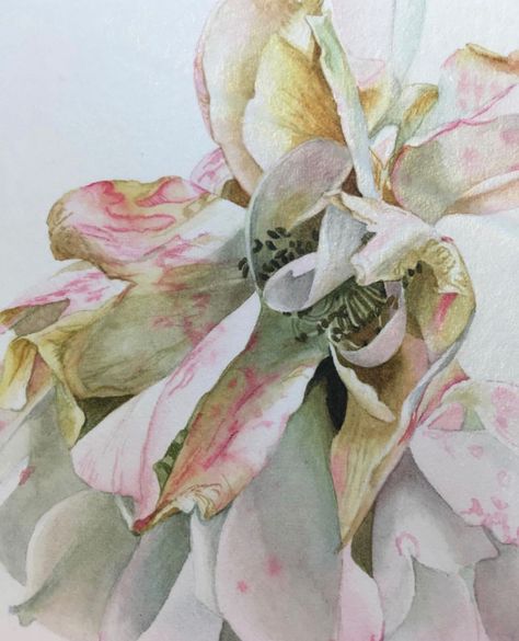 Billy Showell, Contemporary Botanical Art, Watercolor Roses, Watercolor Plants, Watercolor Sketchbook, Watercolor Flower Art, Flowers Watercolor, Sketchbook Ideas, Watercolor Flowers Paintings