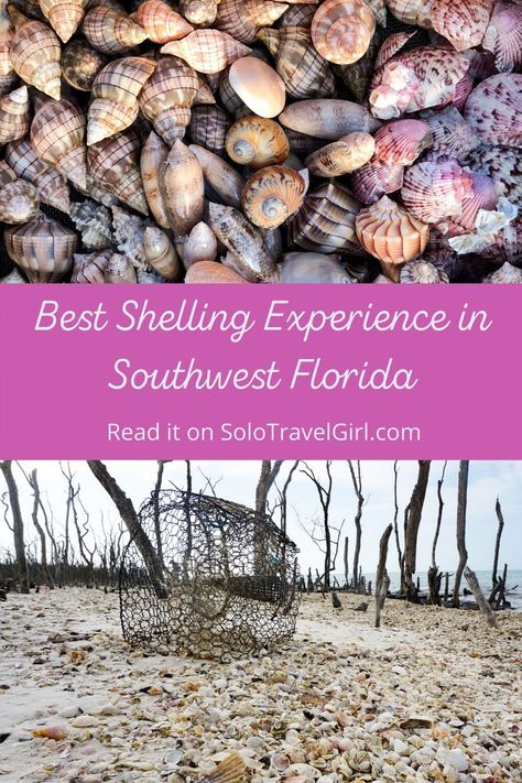 Shell, yeah! I had the best shelling experience in Southwest Florida earlier this year and it was with Treasure Seekers Shell Tours in the Ten Thousand Islands. Shell Key Island Florida, Ten Thousand Islands Florida, Lido Key Florida, Florida Shells, Captiva Island Florida, Treasure Island Florida, Amelia Island Florida, Shell Island, Shell Yeah