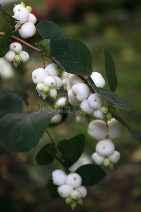 Snowberry white. (symphoricarpos albus) bursting berries #Sponsored , #AFFILIATE, #Sponsored, #white, #berries, #bursting, #Snowberry White Baneberry, Symphoricarpos Albus, Berries Photography, Christmas Botanicals, Flower List, Snow Berries, Weddings 2024, Types Of Berries, Green Autumn