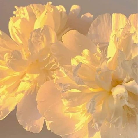 Aesthetic Pastel Yellow, Pastel Yellow Aesthetic, Yellow Aesthetic Pastel, 70s Aesthetic, Color Vibe, Aesthetic Flower, Baby Yellow, Weave Style, Pretty Photos