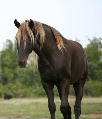 Horse In Stable, Chocolate Palomino, Rocky Mountain Horse, Horse Lead, Mountain Horse, Palomino Horse, Horse Coats, Gorgeous Horses, Horse Inspiration