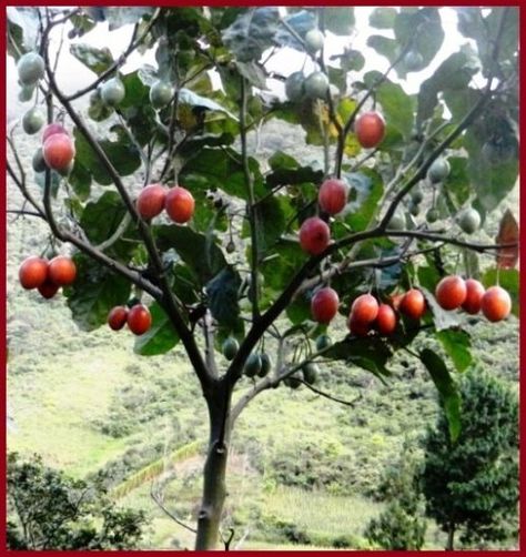 Meet the tamarillo (tree tomato) its benefits and properties. — Steemit Tree Tomato, Fruit Tree, Tomato Seeds, Hardy Perennials, Organic Matter, Caicos Islands, Pitcairn Islands, Fruit Trees, Garden Seeds