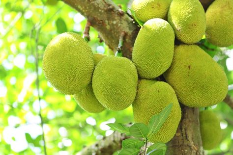 5 Reasons That Raw Jackfruit Is A Superfood Jackfruit Jam, Benefits Of Jackfruit, Raw Jackfruit, Jackfruit Tree, Indian Sweets, Rich In Protein, Brittle Hair, Rice Dishes, Indian Food Recipes