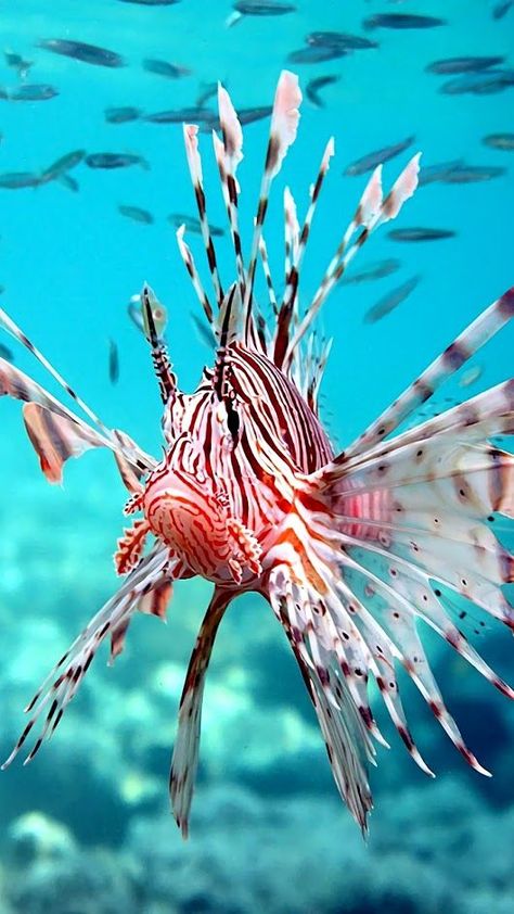 Aesthetic Fishing, Fish Tank Ideas, Fish Aesthetic, Fish Tank Themes, Fauna Marina, Reef Fish, Life Under The Sea, Fish Tank Accessories, Salt Water Fish