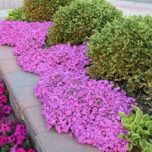 Creeping Phlox (Phlox subulata) Green Therapy, Phlox Plant, Phlox Subulata, Modern Gardening, Moss Phlox, Pink Perennials, Flower Carpet, Flower Borders, Creeping Phlox