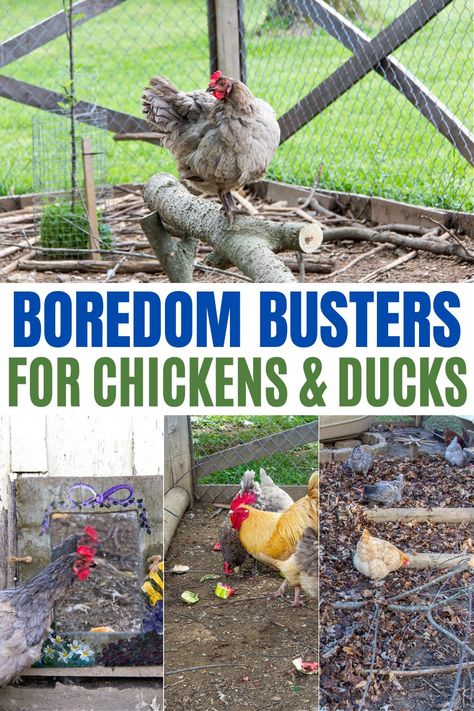 Try These Boredom Busters for Chickens and Ducks | Tonya Staab Chicken Run Play Ideas, Things To Put In Chicken Run, Chicken Run Ideas Toys, Chicken Pen Designs, Chicken Coop Activity Ideas, Keeping Chickens Entertained, Chicken Coop Boredom Busters, Chicken Run Enrichment Ideas, Diy Chicken Boredom Busters