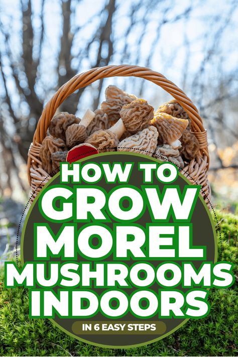 How To Grow Morel Mushrooms Indoors [In 6 Easy Steps!] Growing Morel Mushrooms, Growing Mushrooms Indoors, How To Grow Mushrooms, Edible Wild Mushrooms, Gardening Tips And Tricks, Grow Mushrooms, Growing Mushrooms At Home, Mushroom Varieties, Indoor Vegetables