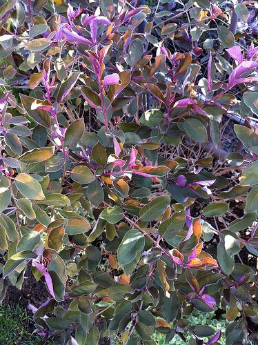 Vitex trifolia purpurea  The leaves are olive on top and purple on the bottom.  Beautiful when back lit by morning or afternoon sun.  Another stunning Monrovia plant Drought Tolerant Trees, Flower Petal Art, Monrovia Plants, Drought Tolerant Garden, Drought Tolerant Landscape, Australian Plants, Australian Native Plants, Afternoon Sun, Purple Garden