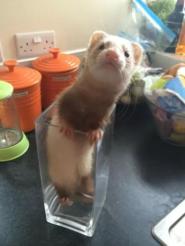 25 Ferrets Who Will Make You Wish You Had a Ferret | Cuteness Ferret Stuff, Baby Ferrets, Funny Ferrets, Ferret Cage, A Ferret, Pet Ferret, Cute Ferrets, Silly Animals, Cute Animal Pictures