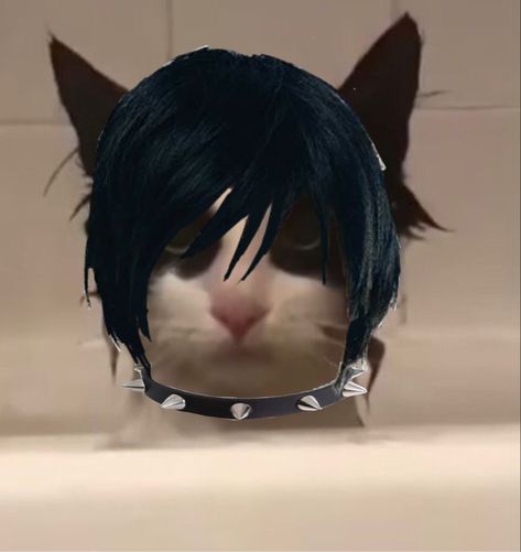 Emo Pics Funny, Emo Hamster, Emo Asthetic Picture, Pfp Emo Y2k, Emo Reaction Pics, Emo Memes Funny, Emo Cat Pfp, Emo Animals, Emo Aesthetic Pfp