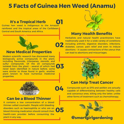 Health Infographics, Under The Microscope, Tea Benefits, The Bush, Amazon Rainforest, Planting Herbs, Medicinal Plants, Natural Health, Hen