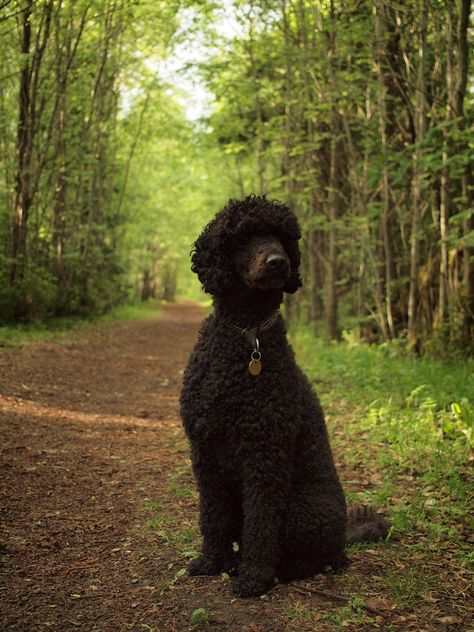 Standard Poodle Black, Black Standard Poodle, Poodle Hair, Poodle Haircut, Poodle Cuts, Black Poodle, Poodle Grooming, Puppy Cut, Standard Poodles