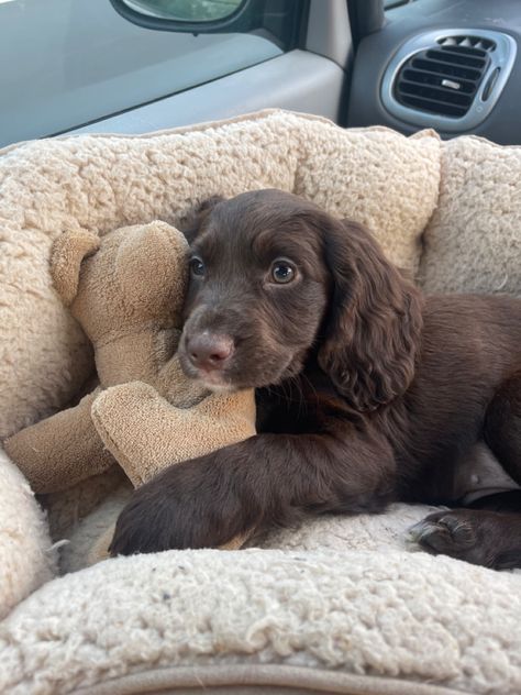 Cocker Spaniel Puppies Brown, Chocolate Brown Cocker Spaniel, Cocker Spaniel Full Grown, Chocolate Spaniel, Brown Cocker Spaniel Puppy, Cocker Spaniel Aesthetic, Cooker Spaniel, Boykin Spaniel Puppies, Brown Cocker Spaniel