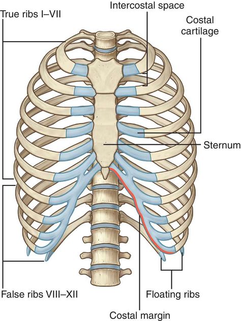 Hyoid Bone, Anatomi Dan Fisiologi, Skeletal System Anatomy, Thoracic Cavity, Human Skeleton Anatomy, Medical Dictionary, Anatomy Bones, Basic Anatomy And Physiology, Medical Student Study