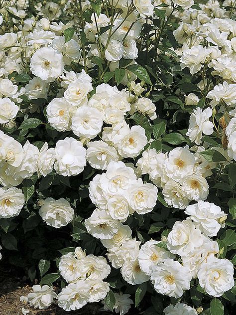 Roses Garden Ideas, Thornless Climbing Roses, Purple Climbing Roses, Pruning Climbing Roses, Rose Garden Ideas, Iceberg Climbing Rose, Yellow Climbing Rose, New Dawn Climbing Rose, Climbing Roses Trellis