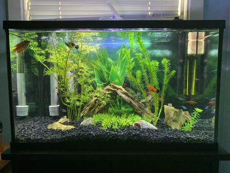 Rated #2: 10 Gallons Freshwater Fish Tank - My 10 gallon semi-planted tank Fish Tank Ideas 10 Gallon, 35 Gallon Fish Tank Ideas, 75 Gallon Fish Tank Ideas, Ten Gallon Fish Tank Ideas, Fish Tank Set Up Freshwater Aquarium, 75 Gallon Freshwater Aquarium Ideas, 10 Gallon Aquarium Ideas, 45 Gallon Fish Tank Ideas, 55 Gallon Fish Tank Decor Ideas