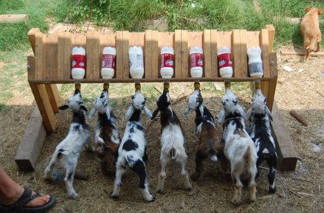 Goat Feeder, Goat Playground, Goat Ideas, Goat Shelter, Goat Pen, Goat House, Raising Farm Animals, Goat Care, Goat Barn