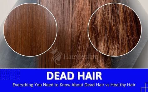 Dead Hair vs Healthy Hair Dead Ends Hair, Zombie Hair, Dead Hair, Vibrant Hair, Talcum Powder, Hair Help, Dull Hair, Daily Habits, Hair Tips