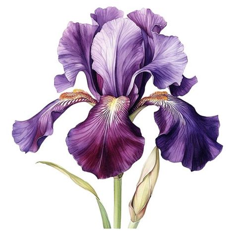 Iris Flower Painting, Photographing Artwork, Iris Flower Tattoo, Iris Watercolor, Watercolor Iris, Iris Tattoo, Iris Art, Iris Painting, Flower Art Drawing