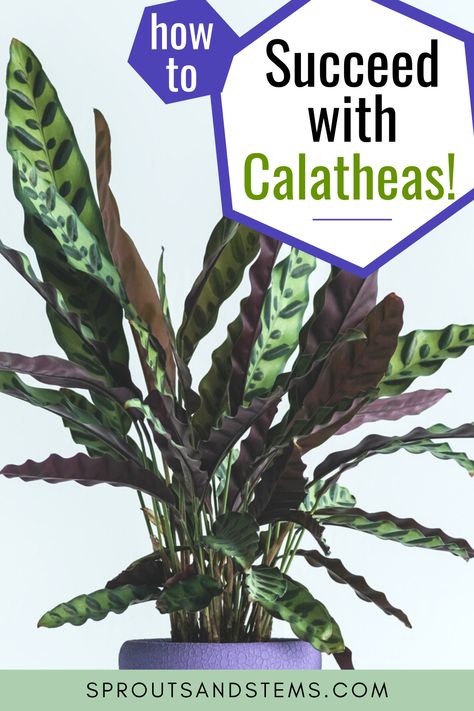 How To Care For Calathea Plant, Calathea Rattlesnake Plant, Calathea Plant Care Tips, Calathea Rattlesnake Plant Care, Setosa Calathea, Houseplant Combinations, Rattlesnake Plant Care, Calathea Plant Care, Rattlesnake Calathea