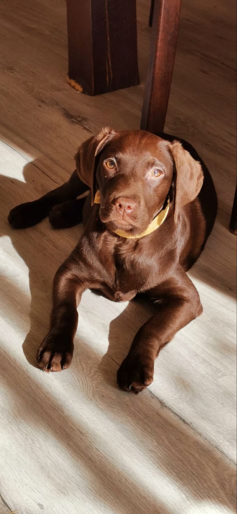 Brown Labrador, Chocolate Lab Puppies, Chocolate Labrador Retriever, Adventure Seeker, Really Cute Puppies, Very Cute Dogs, Lab Dogs, Puppies And Kitties